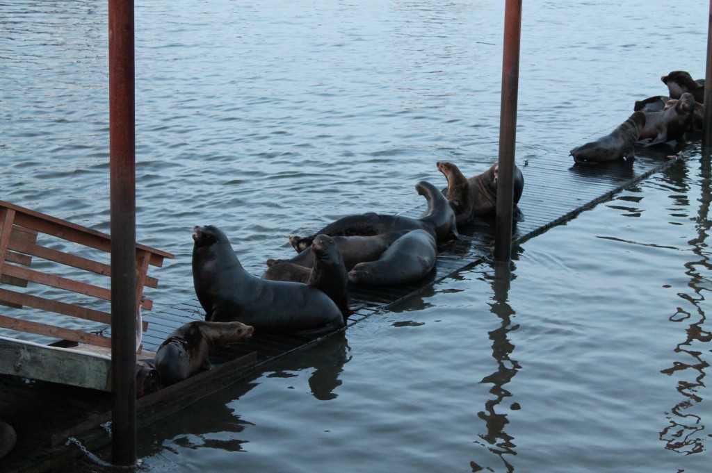 Astoria-SeaLions-8