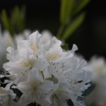 IMG_7241