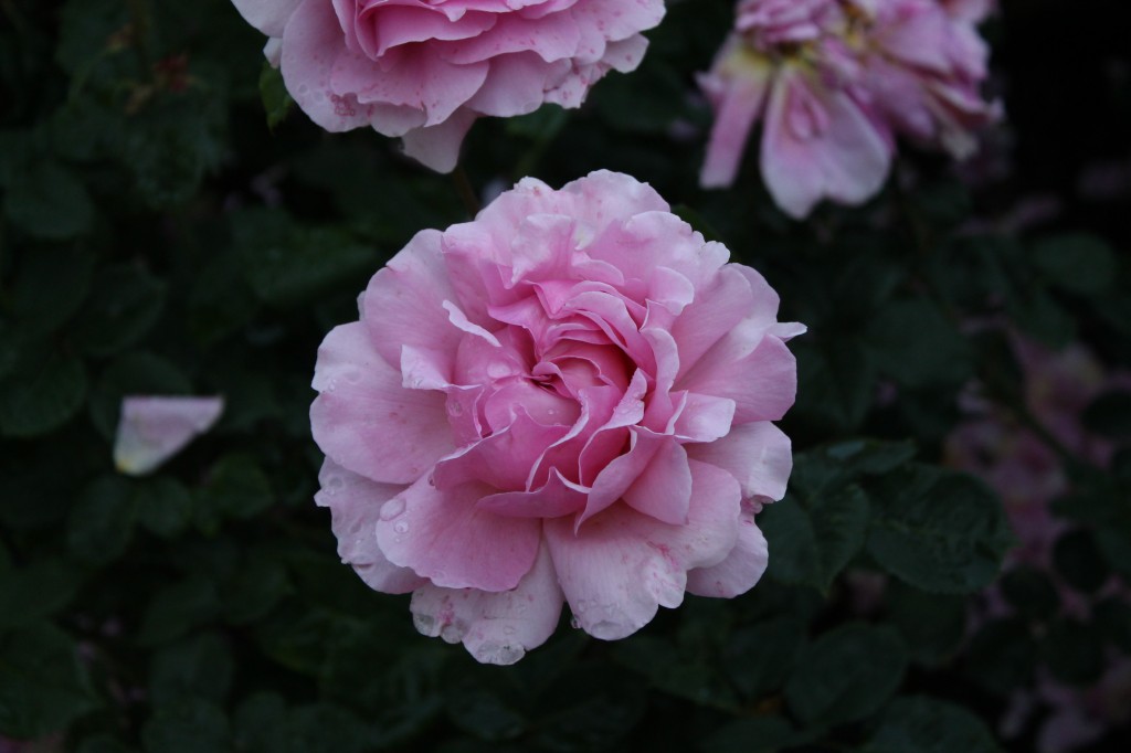roseatrosetestgardenfathersday